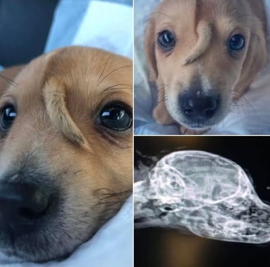 A Magical Unicorn Puppy Finds a Forever Home