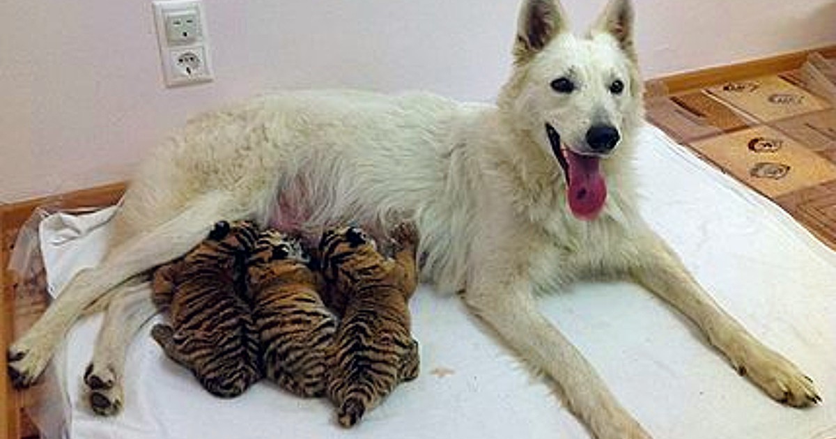 Amazing! Three Tiger cubs adopted by a gentle mom dog (Video)