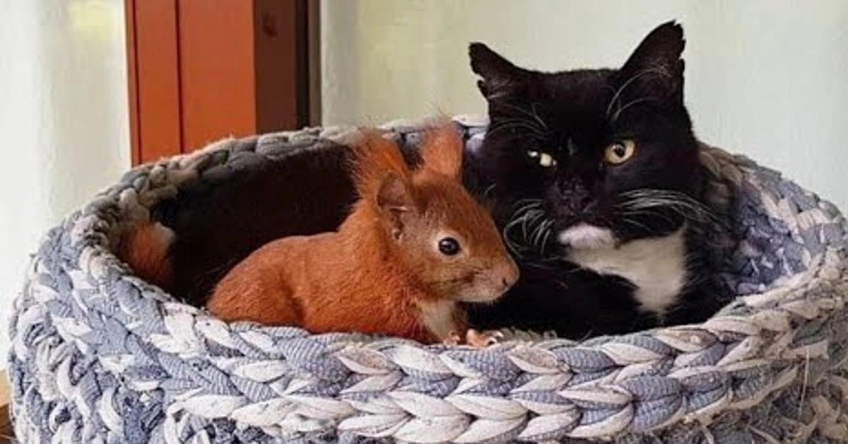 Cat adopted baby squirrel that fell from a tree! Now they are inseparable(Video)