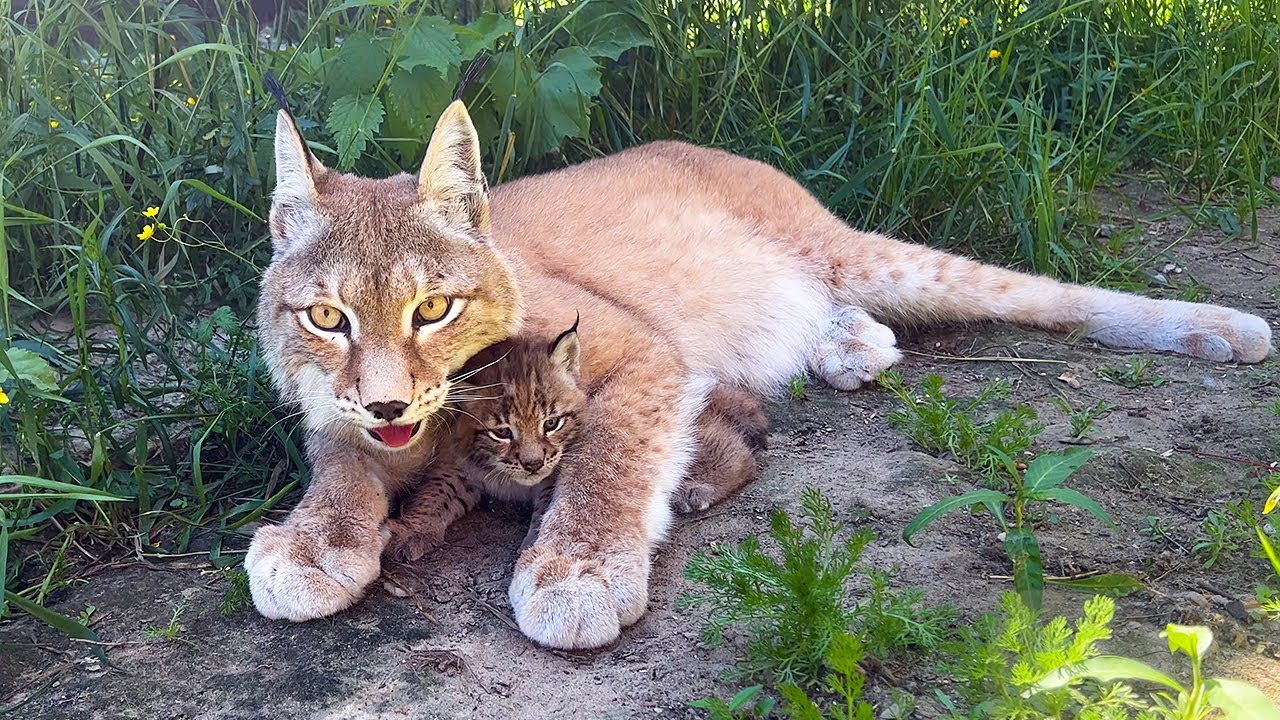 Umka’s LYNX KITTEN escapes from the nest (Video)