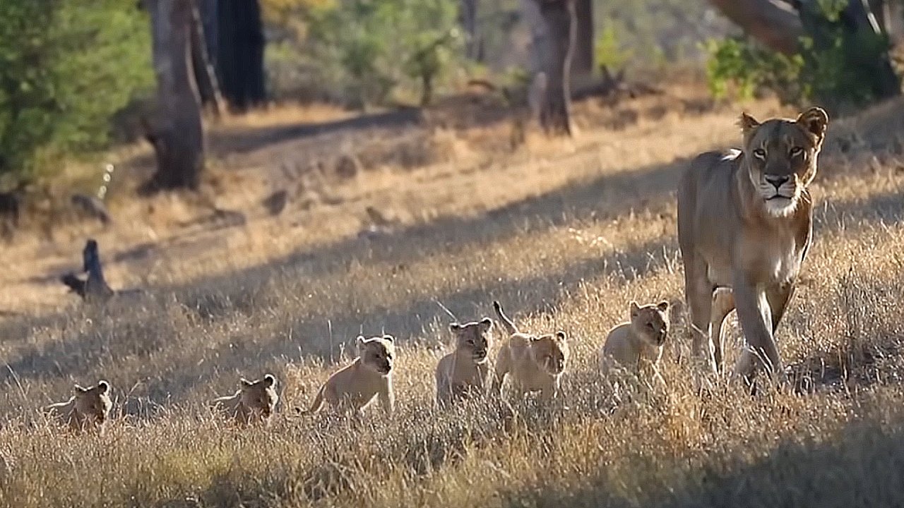 6 Tiny lion cubs, is Just 37days old out side world for the first time : So beautiful (Video)