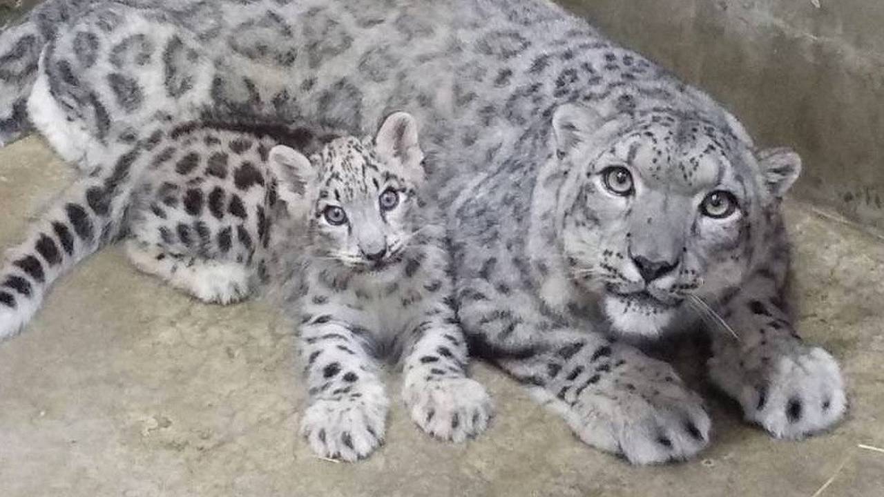 Snow Leopard mom & cub , Mom is too beautiful and cub super cute (Video)