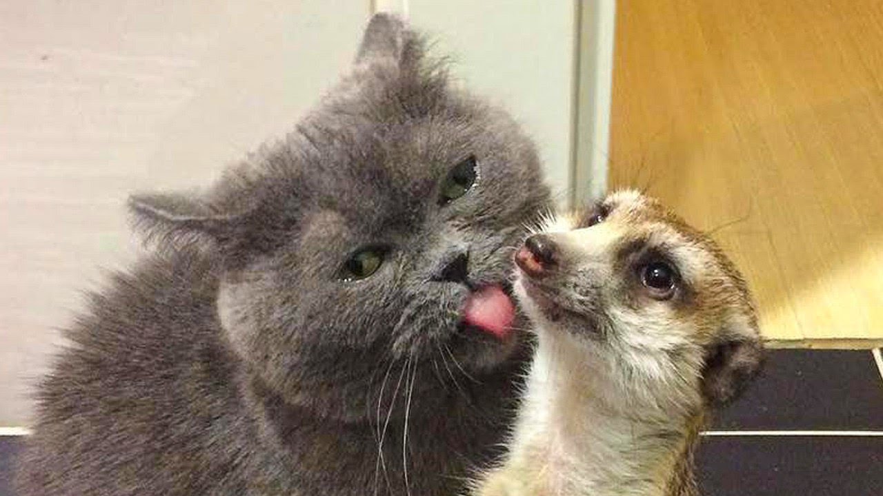 Rescued meerkat FELL IN LOVE 😻 with a cat and now they are inseparable!(Video)