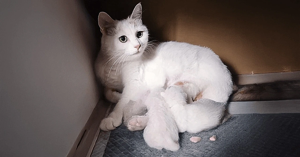 I took in a pregnant stray cat, and she later gave birth to four beautiful kittens.(Video)