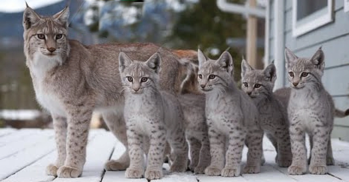 Lynx Mama Brings Her 7 Kittens To Revisit Kind Man’s Yard(Video)