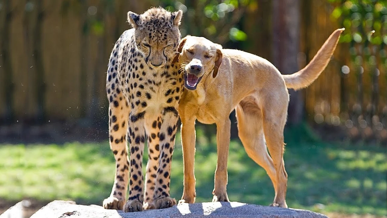 Cheetah and dog friends celebrate anniversary together at Busch Gardens Tampa(Video)