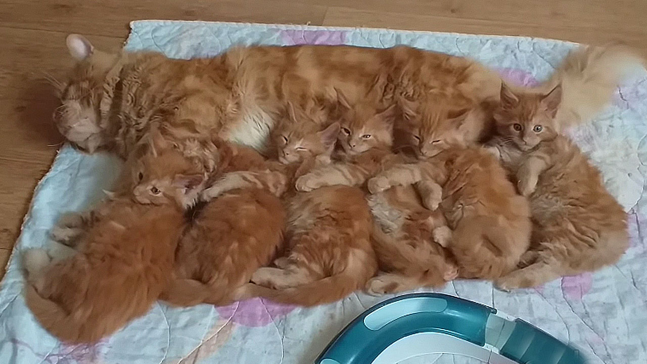 Aww.. Big Family of Lion cat, Kittens so Cute and awesome | Big Maine Coon family .(Video)