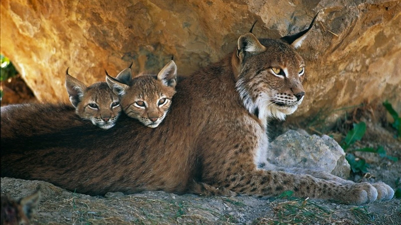 OMG…! A mother lynx Canada plays with her cubs, So amazing cat (Video)