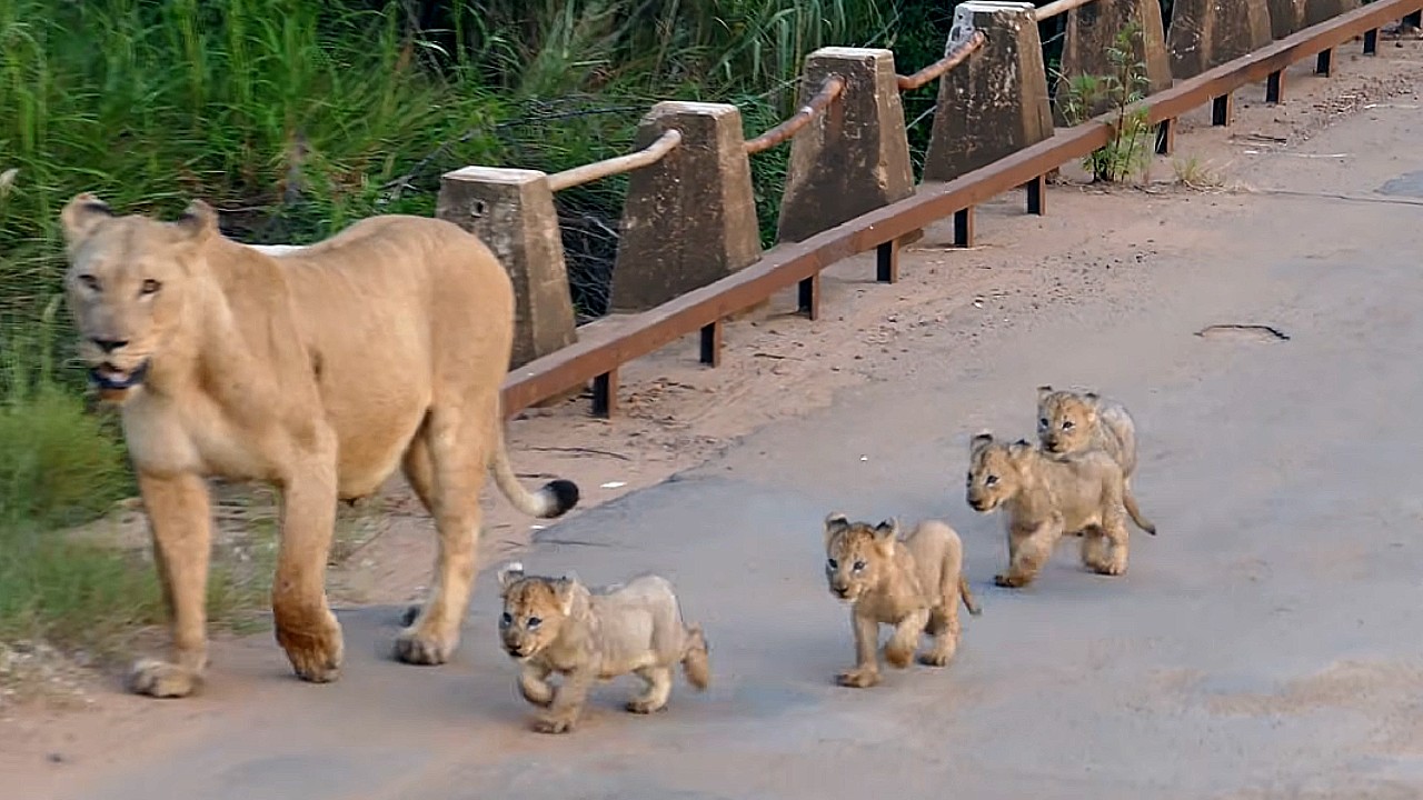 Four tiny lion cubs crossing the road and see human for first time : So adorably cute(Video)
