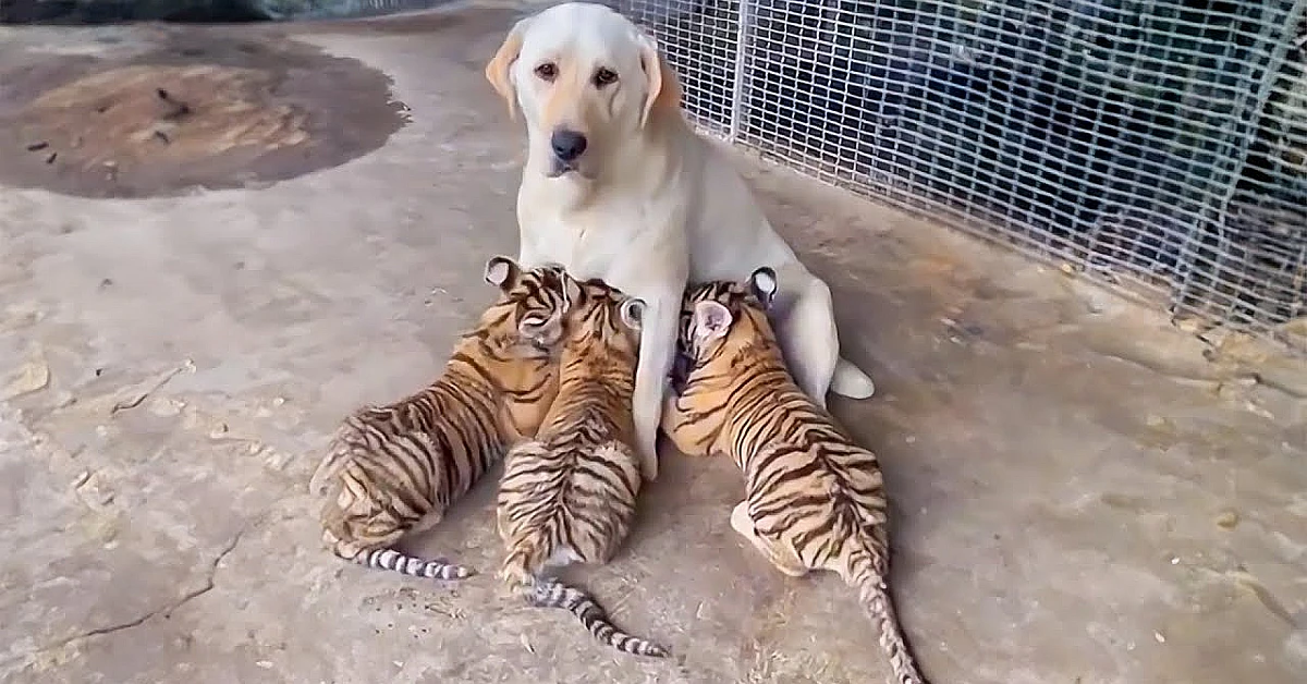 Adopting 3 orphan tigers, the mother dog received a surprising surprise when they grew up .(Video)