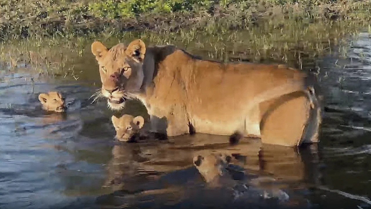 Lovely Lion mother teach her cubs how to swim | So beautiful moment (Video)
