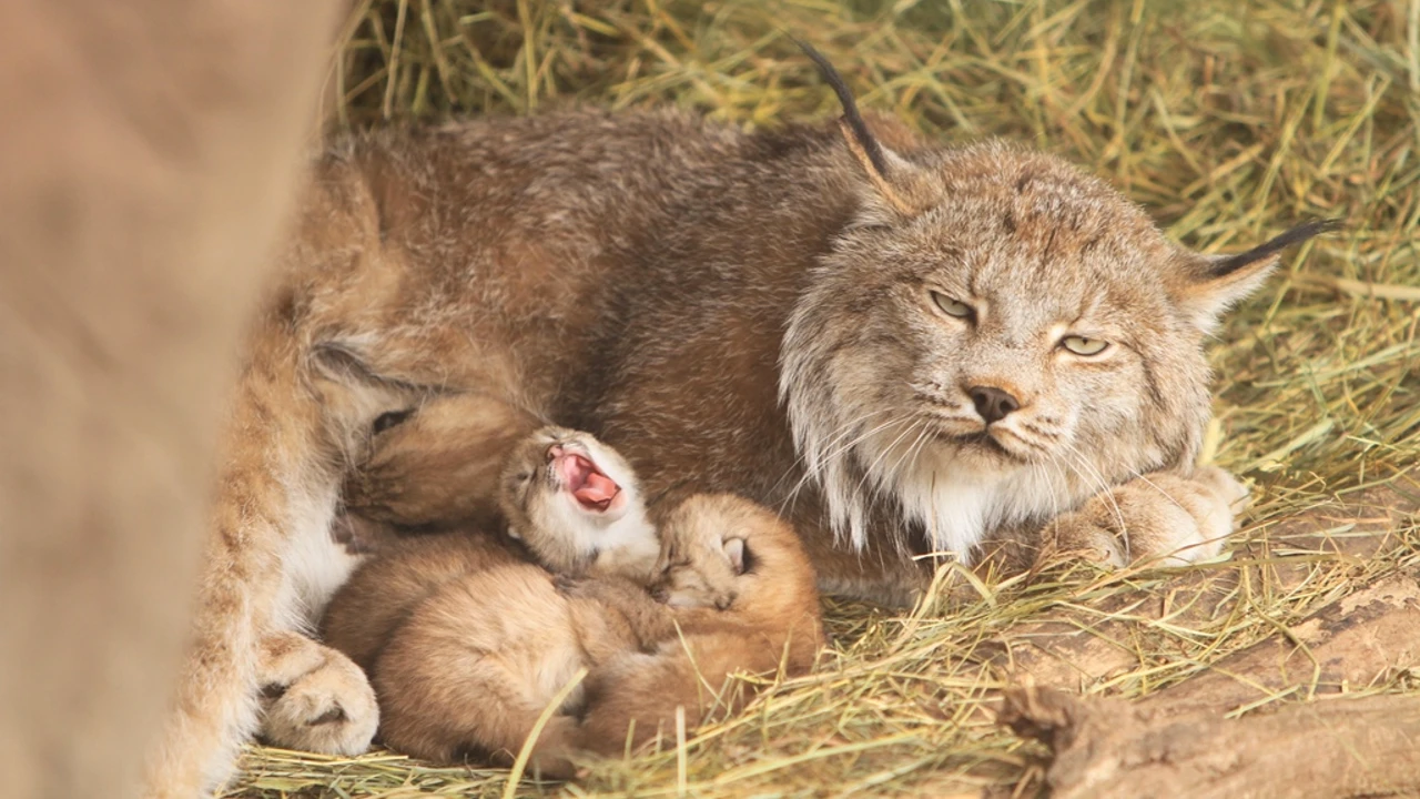 MEEt a beautiful family of lynx kittens and cute mom at Minnesota Zoo (Video)