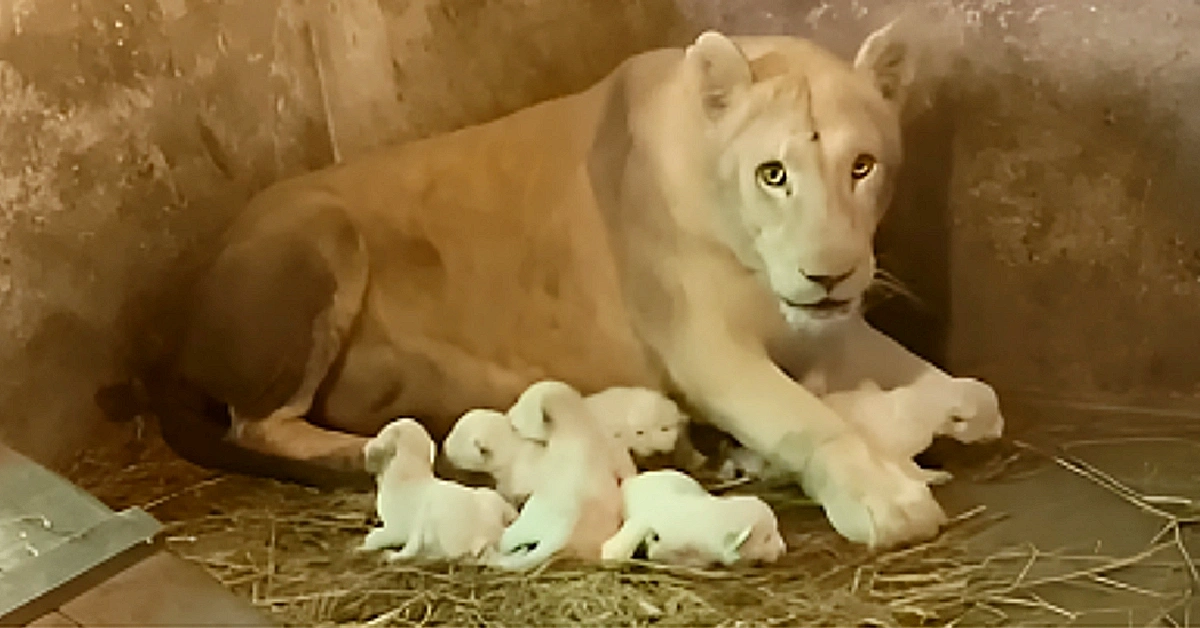 Newborn 6 white lion cubs with mother having feed first time (Video)