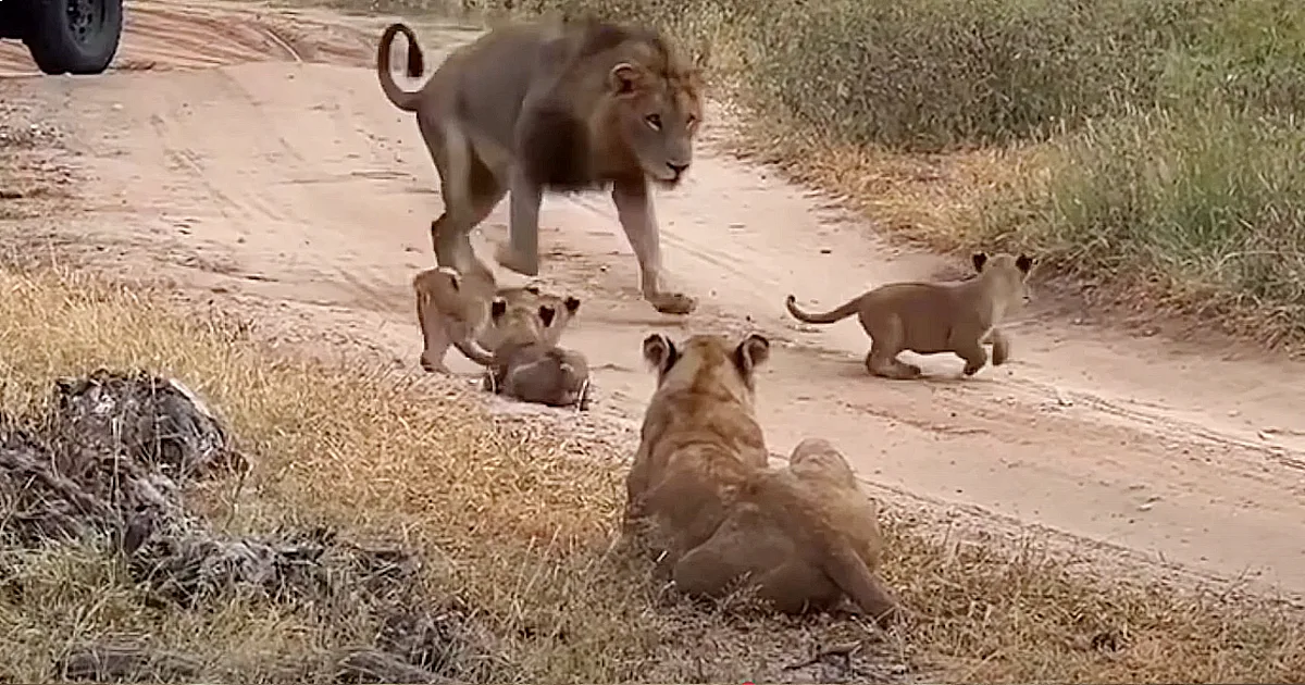 Male lion attacking the lion cub protect by mother lion video(Video)