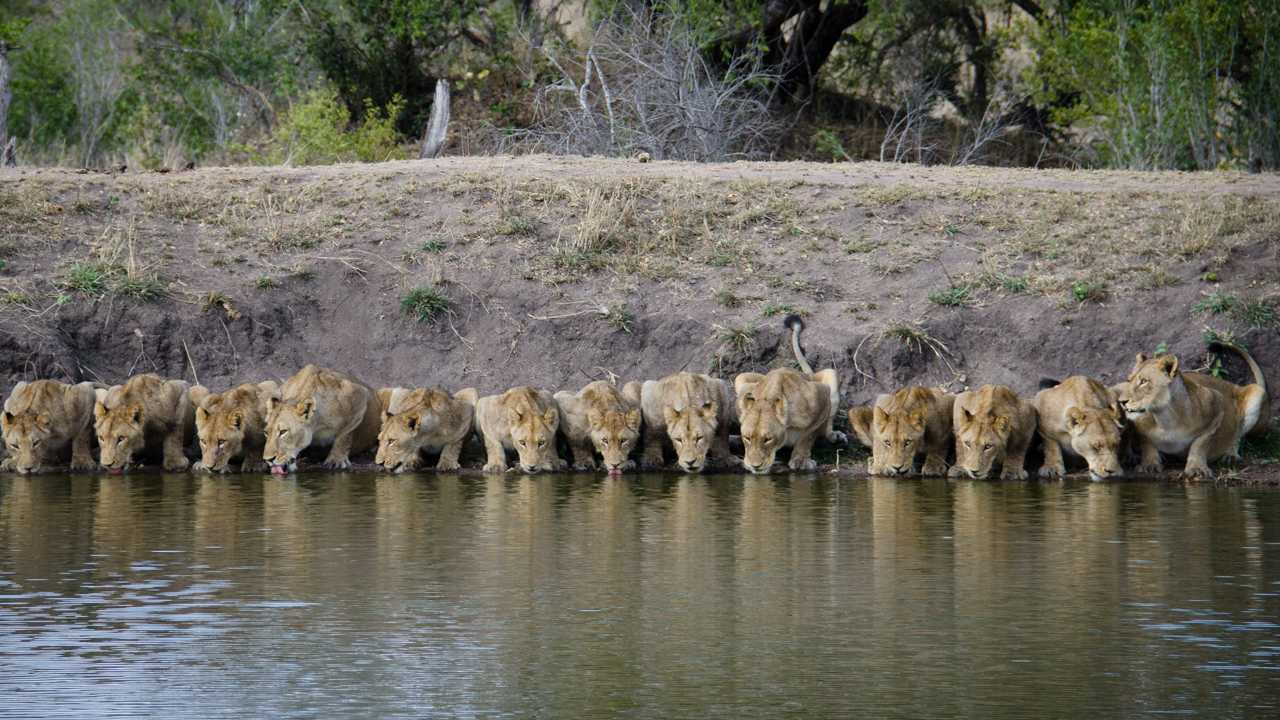 Amazing! 20 Lions drinking Line up, lion family! The beautiful moment (Video)