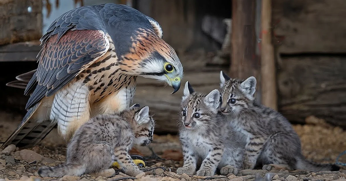 Falcon Finds Baby Bobcats In Barn, Then Does Something That Made Scientists CRY! (Video)