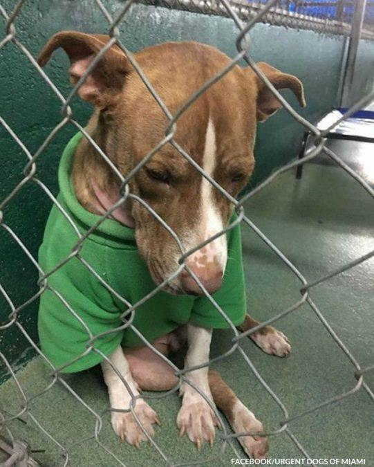 Shelter Dog Who’s Been Wearing A Christmas Sweater For Two Months Finally Gets A ‘Furever’ Home
