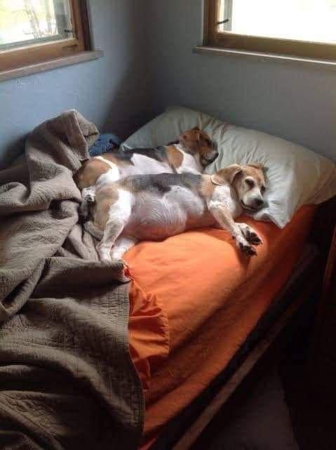 Science Shows That Women Sleep Better Next To Dogs Than MenNew research shows that women sleep better next to dogs than humans or cats. A study by Canisius College found that 55% of women shared their bed with a dog, and most rated dogs as better bed partners than cats or human partners. This may be because dogs’ sleep patterns are more similar to humans’, making them less disruptive at night. Dogs also adapt to their owner’s schedule, providing more stability, unlike human partners who may have different sleep times. Additionally, dogs offer a sense of security, as their presence can alert owners to potential threats.  While the benefits of sleeping with dogs vary by individual, the study highlights the importance of pets in influencing sleep quality. However, more research is needed to determine the full impact of pets on sleep.