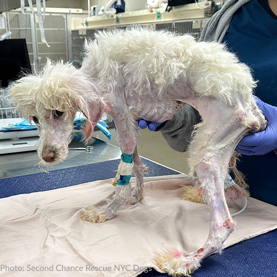 Emaciated Poodle With Acid Burns Found Unresponsive In Field Has Long Road To Recovery
