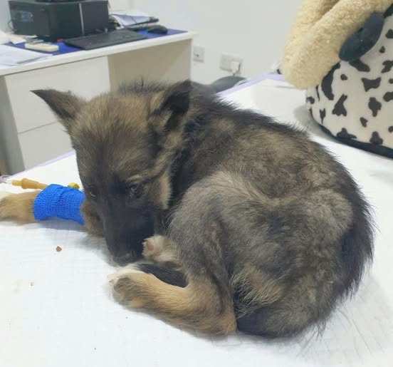 Vet gives puppy death sentence, reaches for needle – then boss takes look at her paws and shouts out… 💔