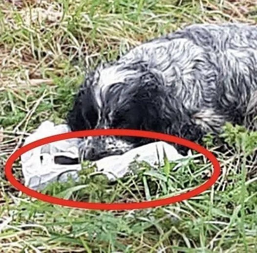 Bikers found an ABANDONED DOG holding a plastic BAG in his mouth. When they looked inside they were…