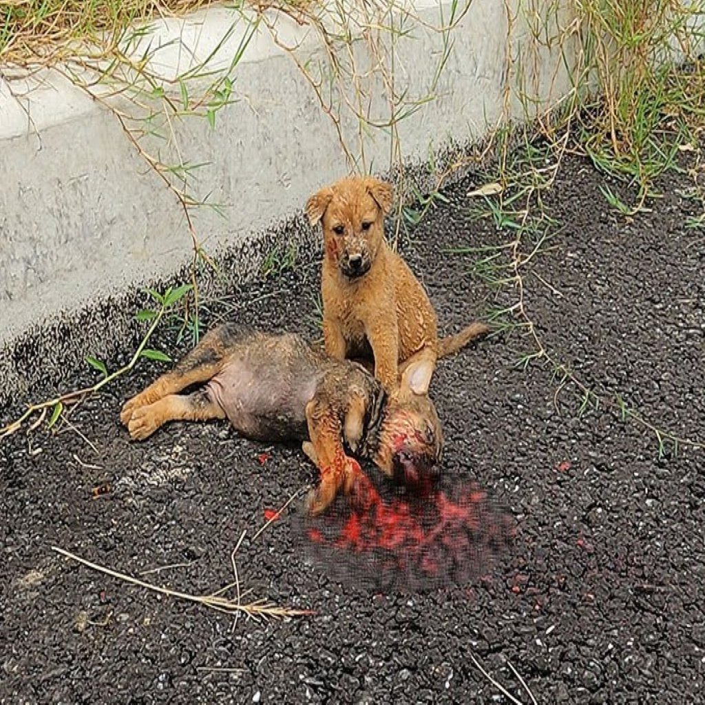 Little Dog Begs For Help From Stranger To Save Friend From Traffic Accident.
