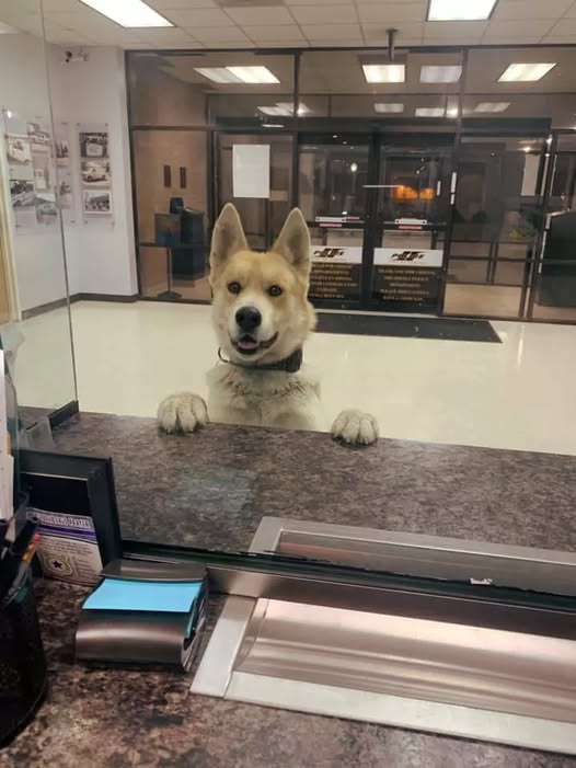 Dog Walks Into a Police Station to Report Himself Missing