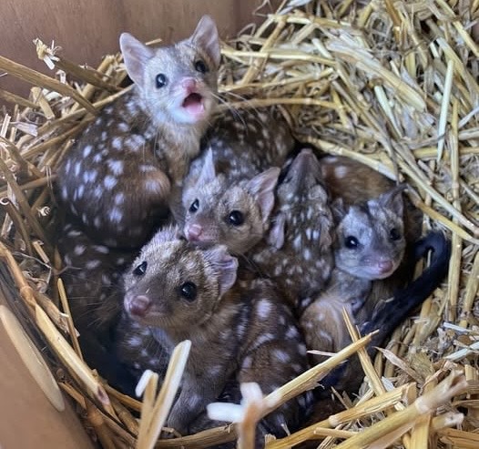 Gang finds unusually spotted creatures in a nest – takes a closer look and jaws drop when they realize what kind of animals… Check comments 😲👇🏻