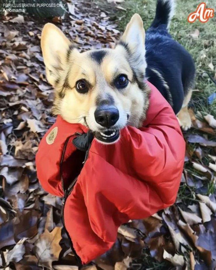 Four Years after My Husband Went Missing, a Dog Brought Me the Jacket He Was Wearing on the Day He Disappeared