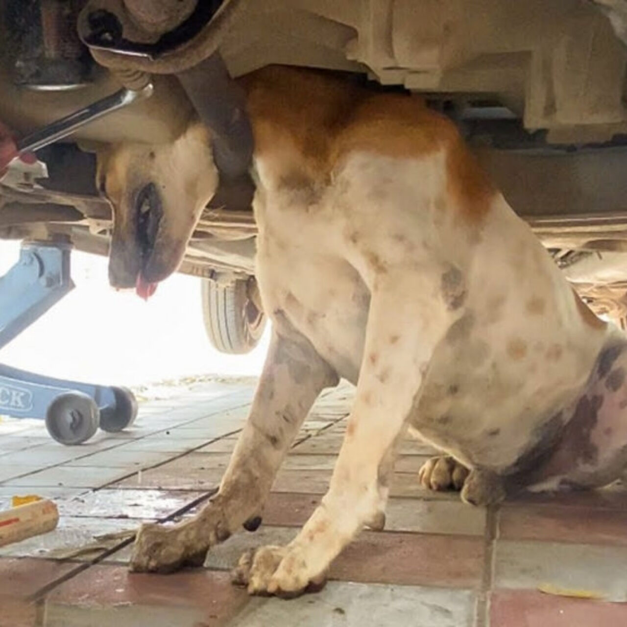 Dog’s Wild Chase Ends With Head Stuck, Then a Second Rescue Call