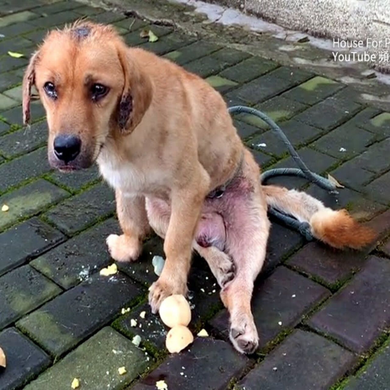 From Despair to Hope: The Stray Dog Who Found a Second Chance