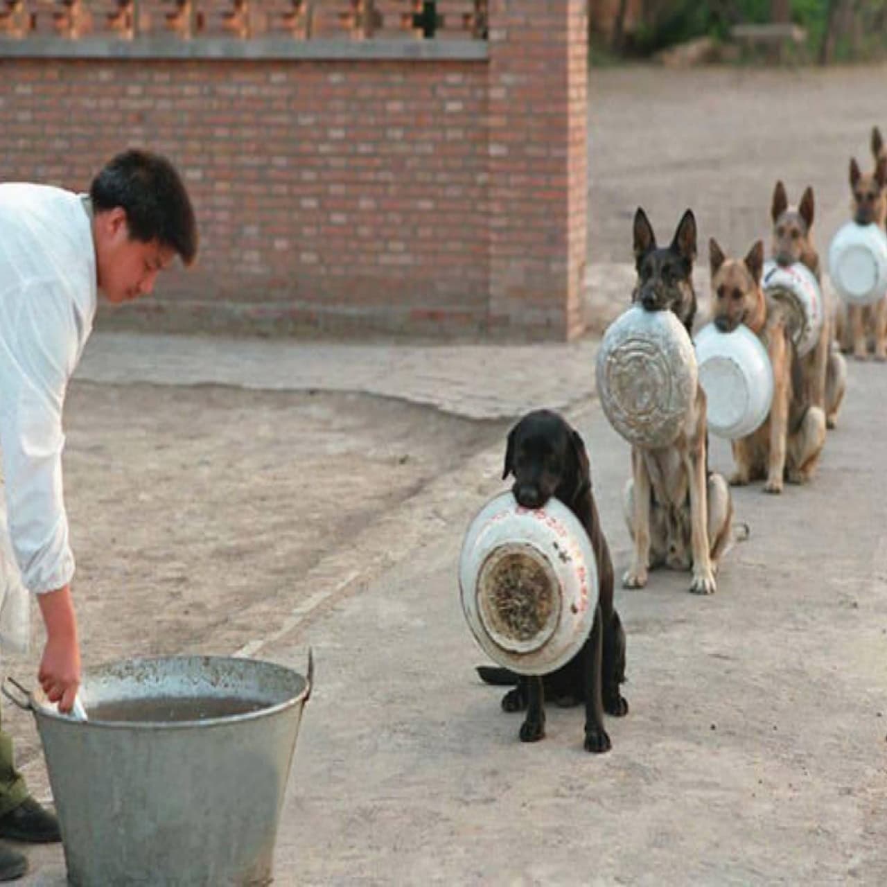 Viral Photo of Shelter Dogs Sparks Compassion and Inspires Change