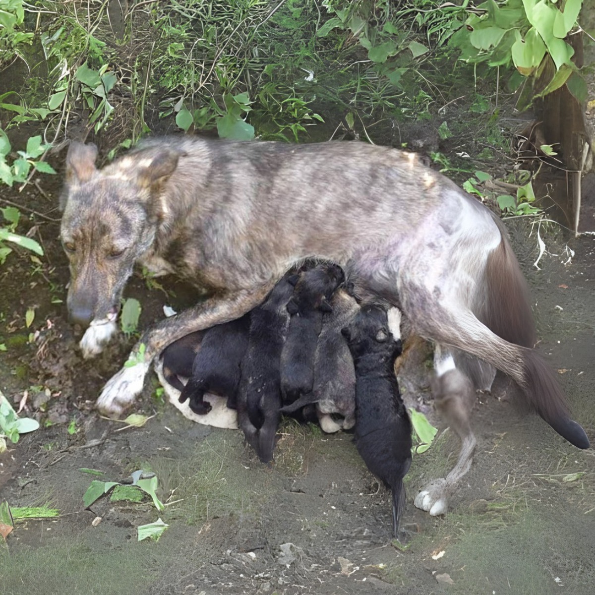 She Begged Passersby To Help Her Puppies, She Still Breastfed Despite The Gangrene