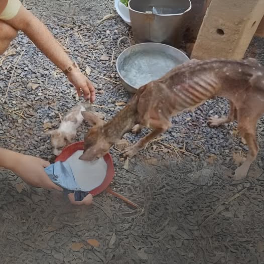 Mom and Her Puppy Wandered Beside the Road, Severe Emaciated, Crying Begging People for Help! BUT NO ONE HELP HER…..