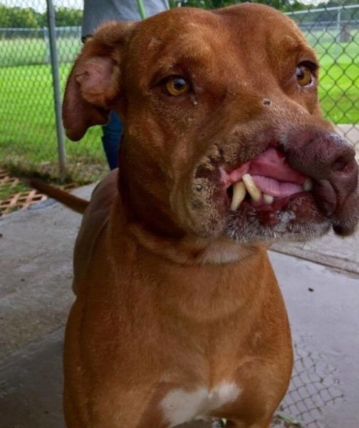 Heartless Family Abandon Their Dog Because They Thought He Was ‘Ugly’