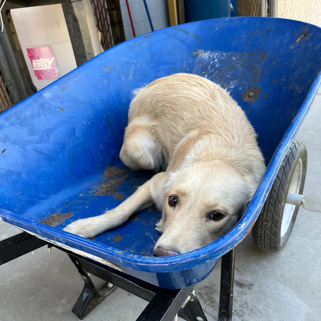 This Shy Dog Was Moments Away from Euthanasia—But Then a Miracle Happened