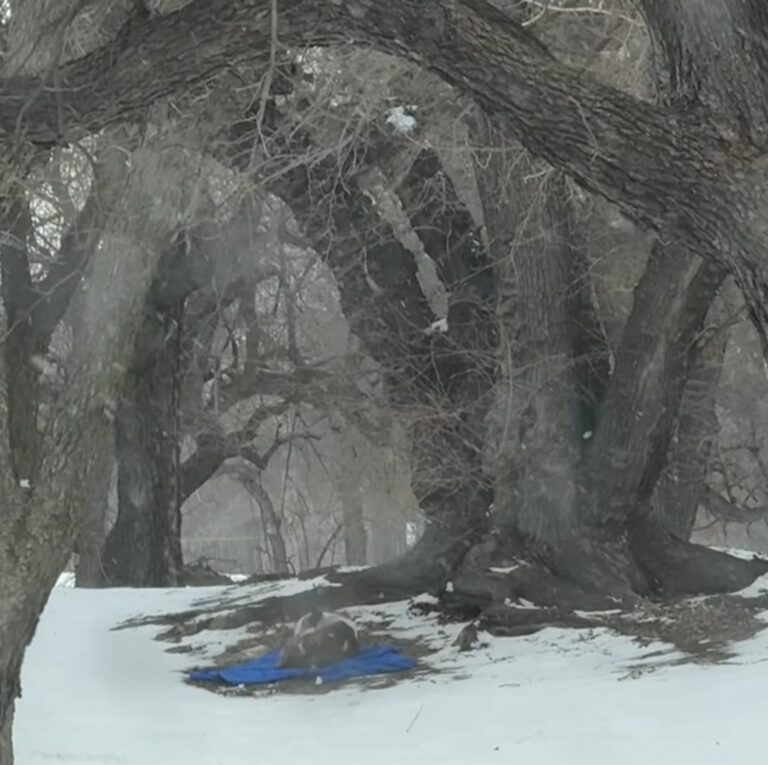 Pup From Kansas Was Lying On A Small Blanket And Freezing, But Then Something Amazing Happened