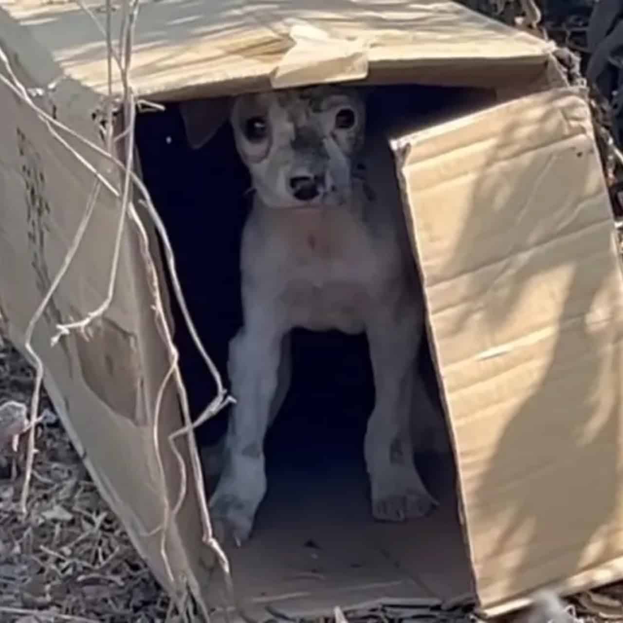 A Stray Dog’s Resilience: Finding Hope in a Cardboard Box