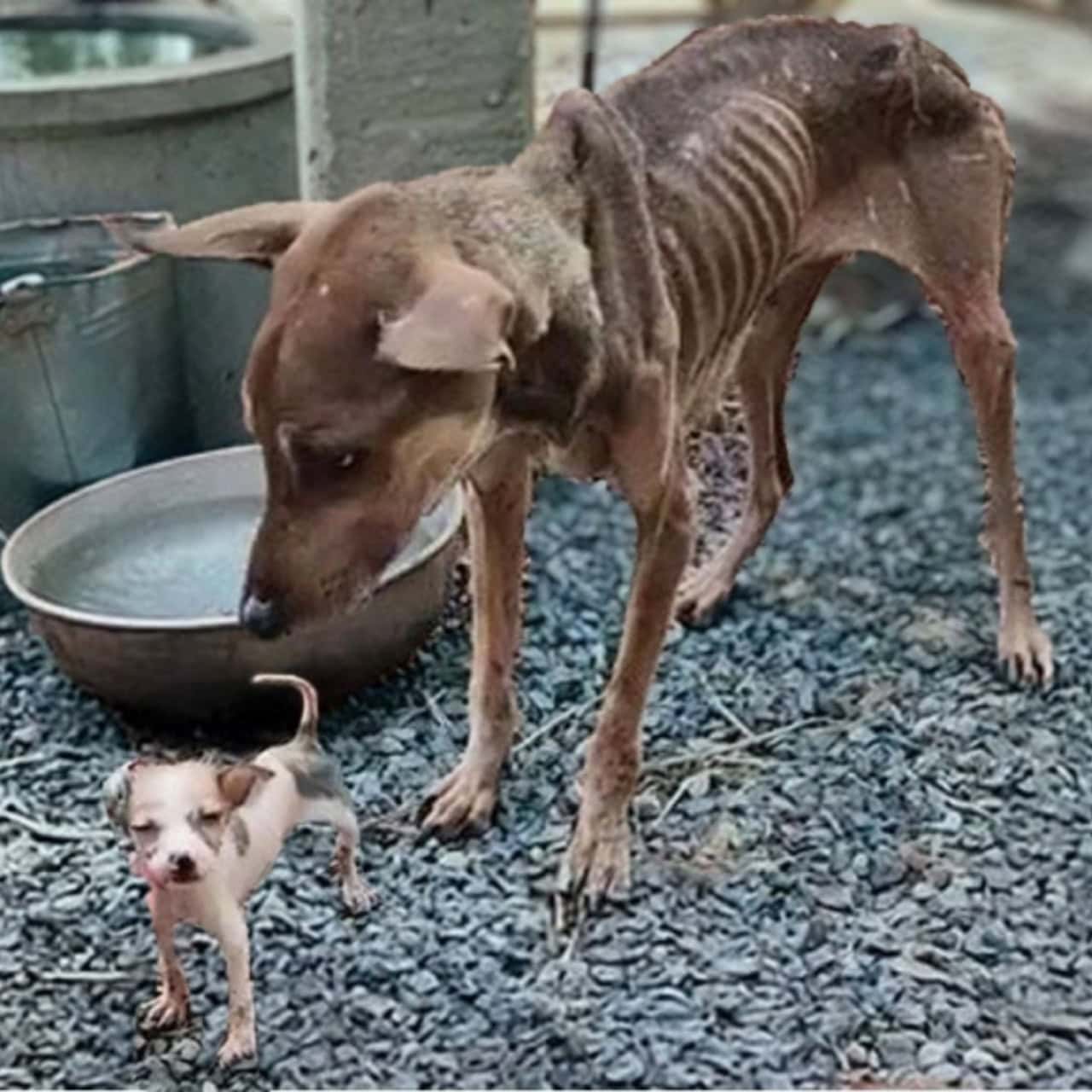Neglected Dog Finds Love and Hope After a Difficult Past—See Her Heartwarming Transformation!