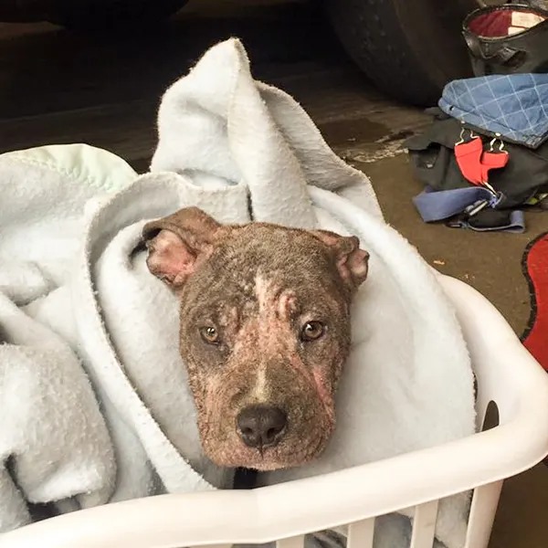 A 3-Month-Old Pitbull Is Saved By A Firefighter After Being Abandoned By Previous Owners
