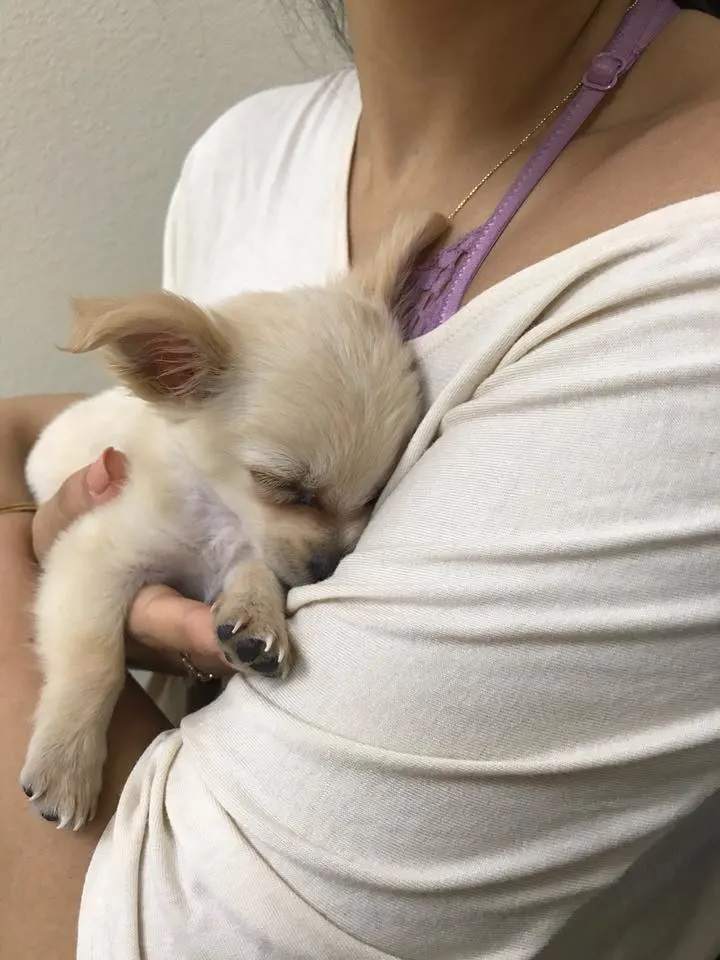 Sweet Dog Was Left By His Owner In An Airport Restroom Along With A Sad Note