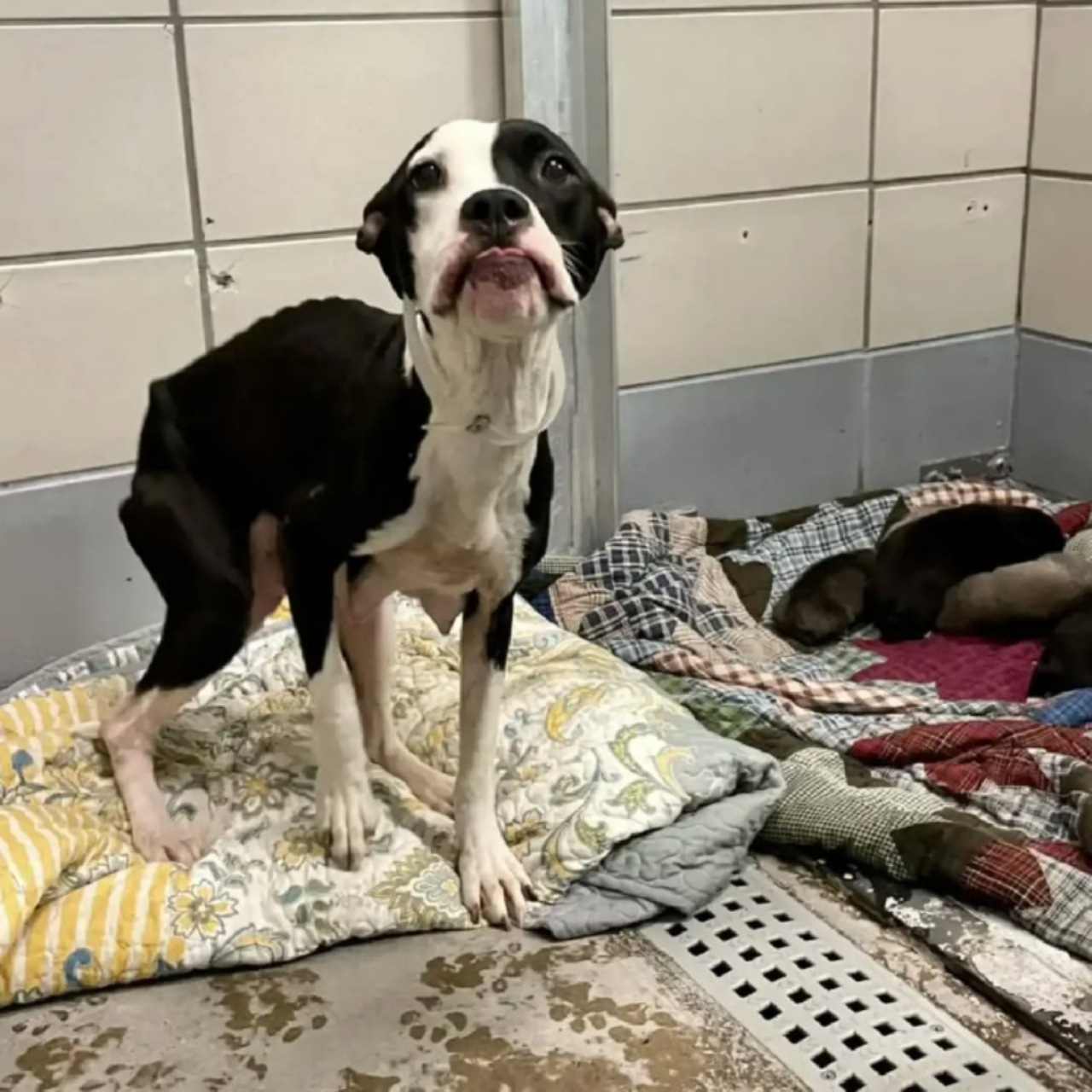 Penelope’s Second Chance: A Rescue That Saved an Entire Family