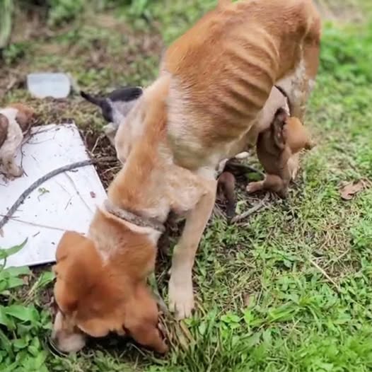Chained and Starving, a Mother Dog Ate Grass to Feed Her Puppies