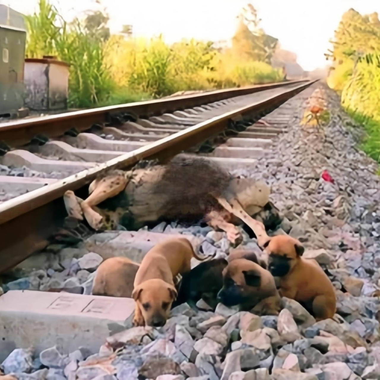 Hope by the Tracks: A Story of Love, Loss, and Second Chances
