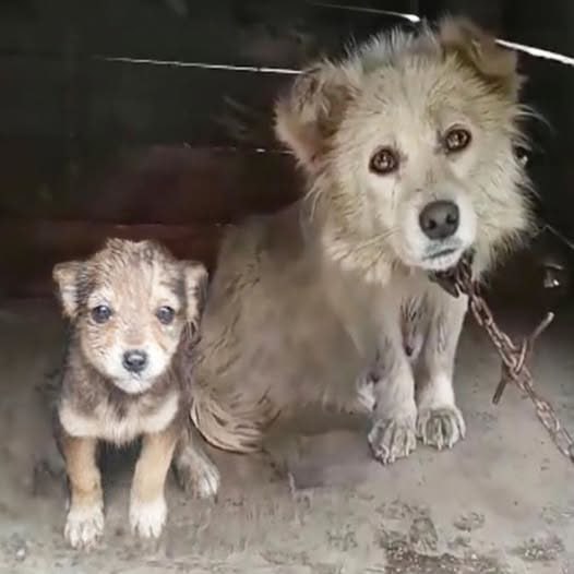 A Mother’s Plea: “Please Save My Puppies”