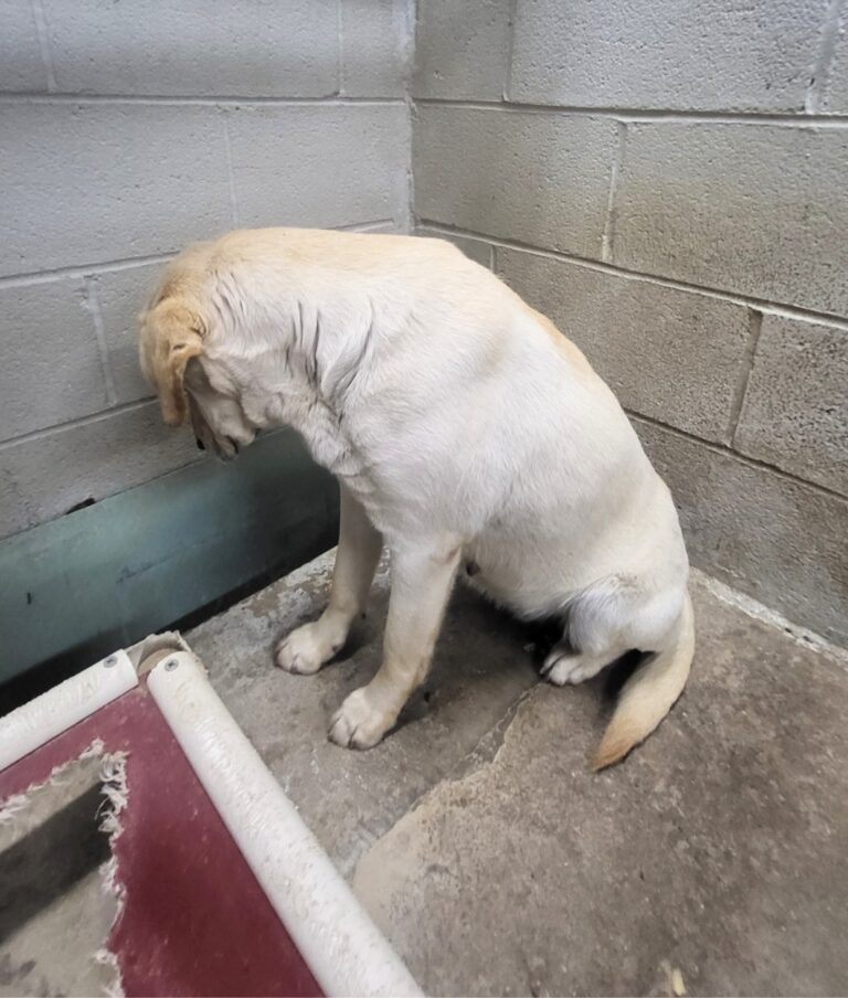 Heartbroken Shelter Dog Scheduled For Euthanasia Kept Staring At A Wall Of Her Kennel, Hoping For A Miracle
