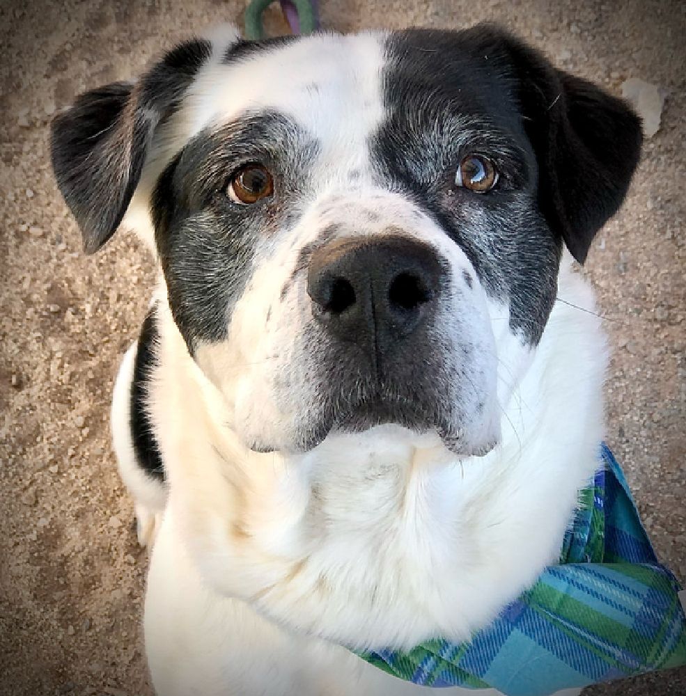 Moo the Tank Dog is Just the Companion You’ve Been Searching For!