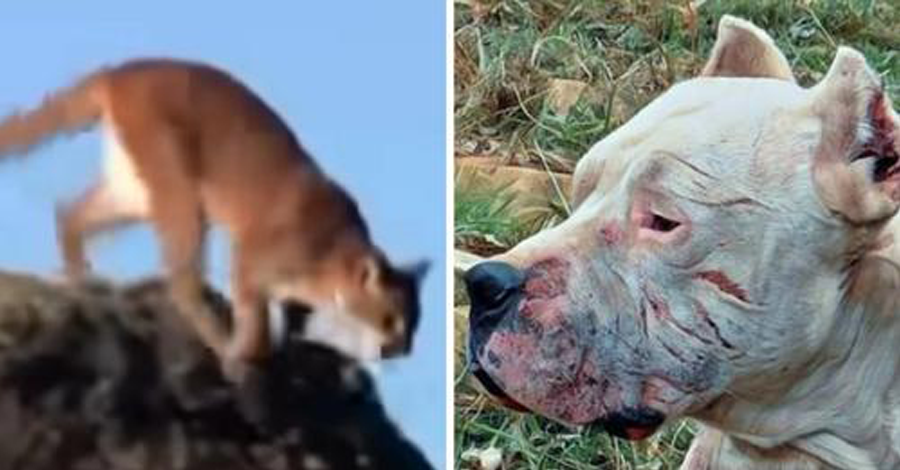 The Dog sees Puma chasing a little Girl, so he charges at the Puma!