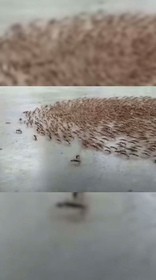 When Ants Move in Circles: A Fascinating Warning Sign from Nature