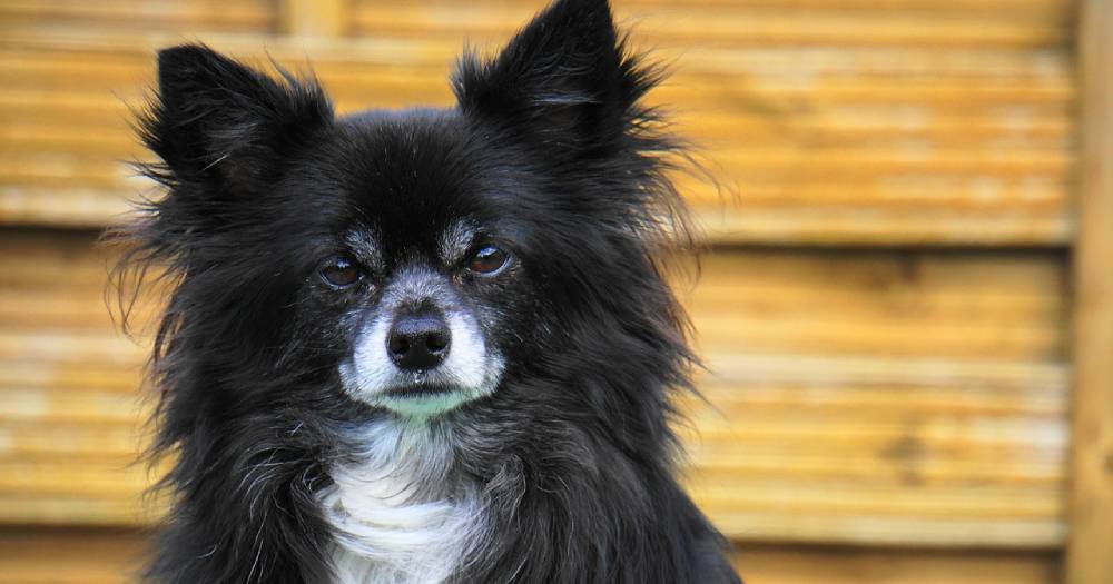 Felix the Cat… Er… Dog